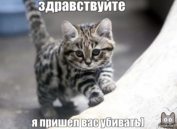 Монстр размером с кружку: самая смертоносная кошка в мире