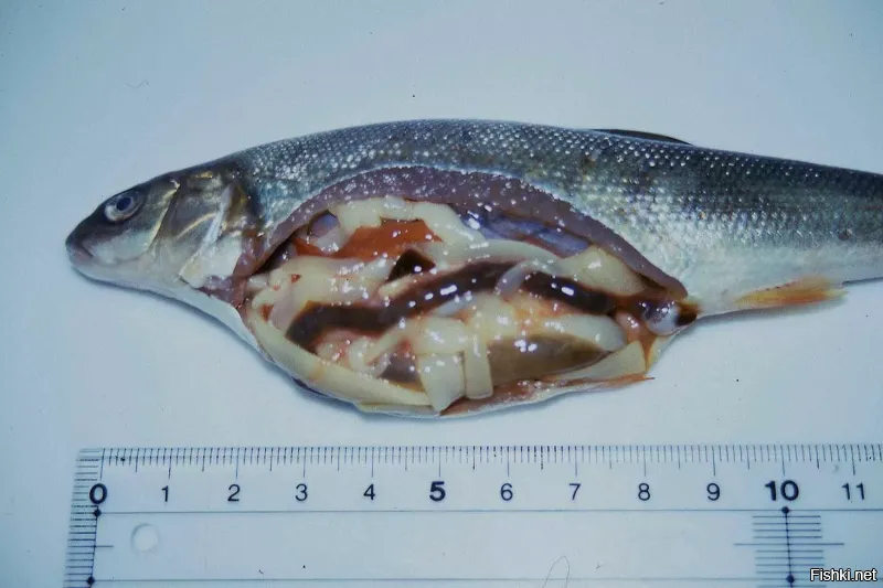 Мелкий был .. в третьем  - четвёртом классе .. батя привез улов .. и говорит - давай вскрывай .. Сам с опытом  - в деревне рос .. НО КОГДА ПОЛЕЗЛИ ЭТИ ШТУКИ - ЧУТЬ НЕ ОБДЕЛАЛСЯ .. с тех пор рыбу не ем ....
