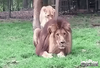 Львица с игривым настроением