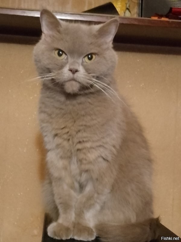 Моему тоже 11 лет. Хрен кому отдам!