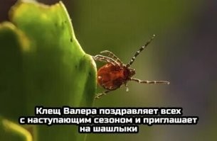 Скрины из соцсетей