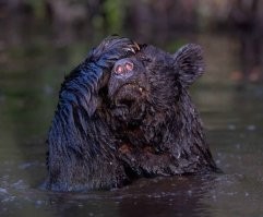 Всё! Никогда не буду больше пить.