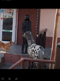 А вот у нас приезжает вот такой покупатель и ему в общем плевать на цены на топливо.