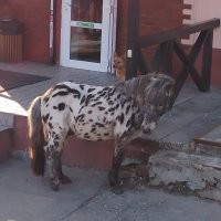 А вот у нас приезжает вот такой покупатель и ему в общем плевать на цены на топливо.
