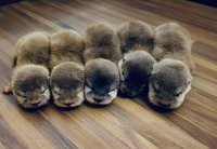 А это что за банда?