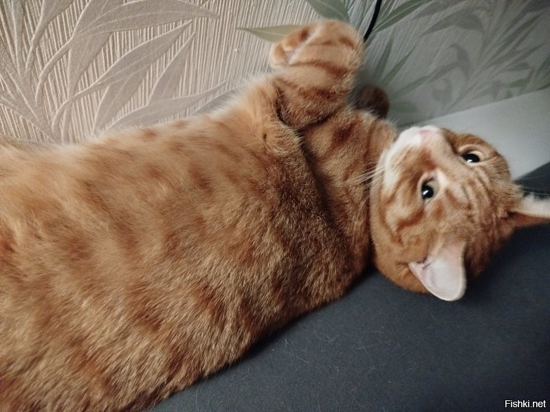 Эрик одобряет. Котиков любить надо. Особенно рыжих)