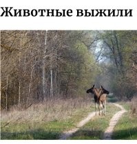 Животный мир Чернобыля