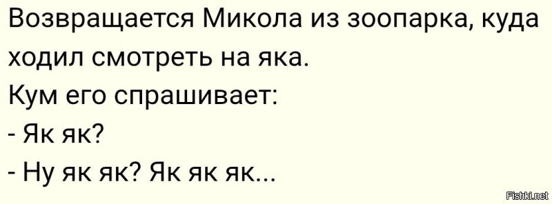 Яки заблокировали дорогу мотоциклисту в горах Индии