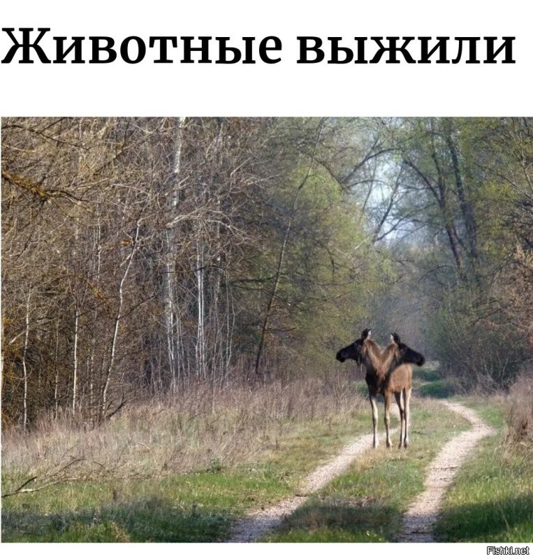 Животный мир Чернобыля