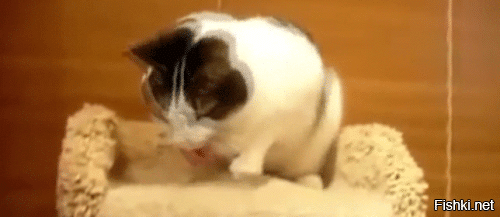 Скрины из соцсетей