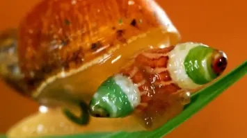 чот сразу о лейкохлоридии пародоксальном вспомнилось.. сколько лет назад про него смотрел фильм, до сих в афиге.