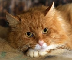 С детства не нравились рыжие. Сейчас самые любимые