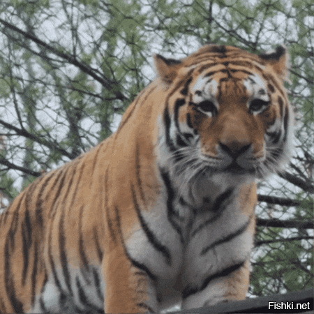 Встреча с большой "кисой"