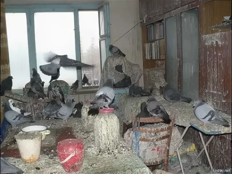 Вот реальное фото беспокойства птичек )) ....
Птицы очень переживали в процессе поисковой операции....