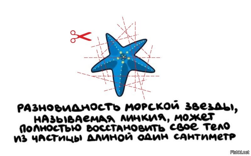 Вот у кого проблем с размножением нет )