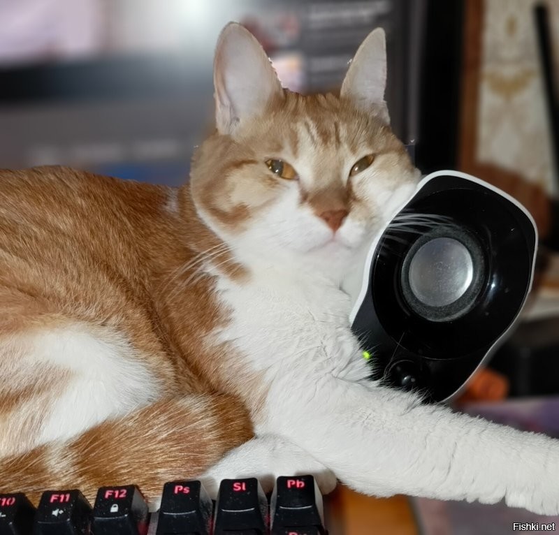 Котики они такие, их прогонять нельзя.