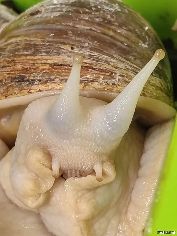 А у меня ахатины живут, очень милые, лет 15 уже, ну, сменяя друг друга. Зубастенькие, вот на фото видно и их многочисленные зубки и глаза на стебелечках. Зовут Гэри и Патрик. Это Патрик, или Гэри, кто ж их разберет))