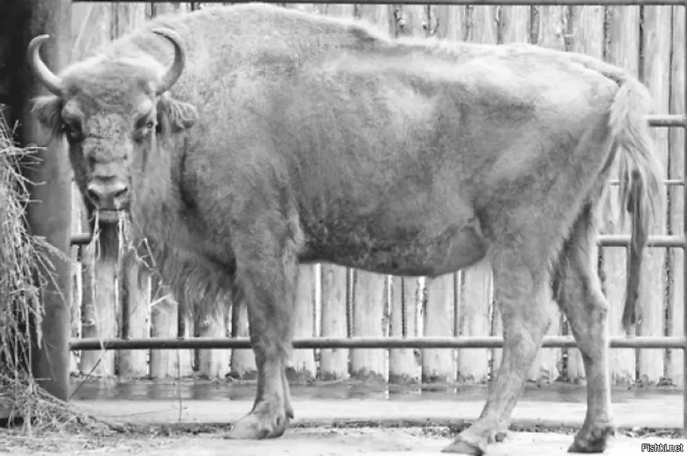 В нижегородском зоопарке «Лимпопо» 26 марта 2026 года скончалась одна из старейших обитательниц самка зубра по кличке Муза. Животное умерло в возрасте 20 лет, прожив в зоопарке почти два десятилетия после переезда в 2006 году.
За время пребывания в зоопарке зубрица не раз приносила потомство. В 2021 году, в год Быка, у нее родилась дочь Марта. Сейчас Марта уже взрослая, у неё появился собственный детеныш.
"Свою старость она встретила в заботе и любви, в окружении своей дочки Марты, ее друга Ярика и внука Грома. Спи спокойно, наша Муза наше вдохновение, наша гордая, своенравная богиня", - написали представители зоопарка.