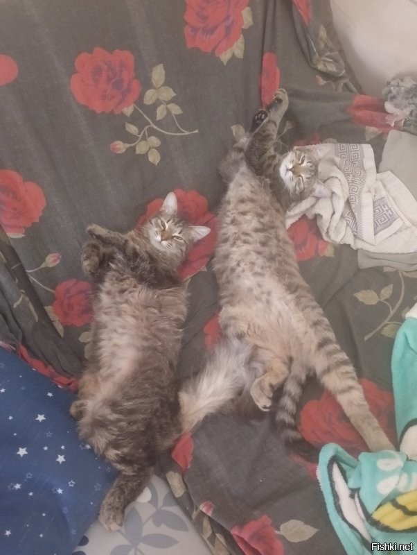 Зачем разбудил, кожаный?