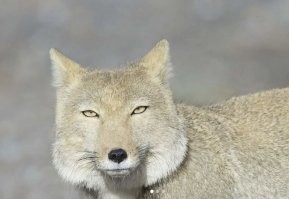 Восточная красота!