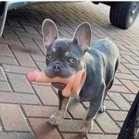 Молодец, хорошо хозяевам очко вылизываешь :) Косточку заслужил.