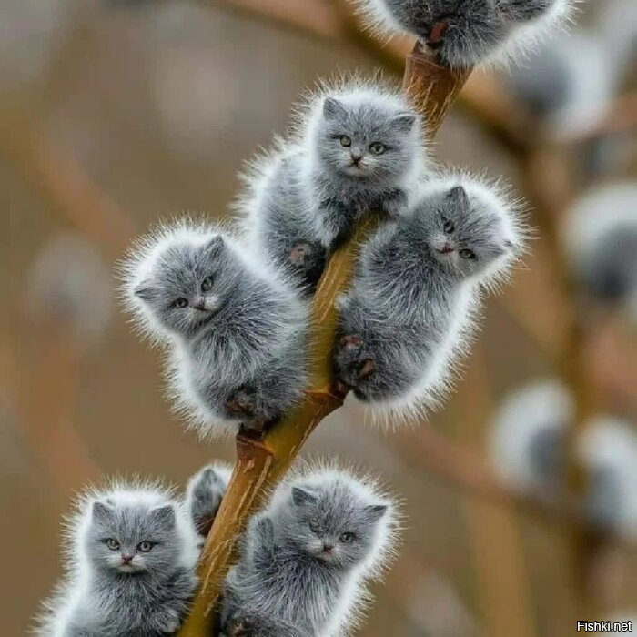 Солянка от 05.04.2026