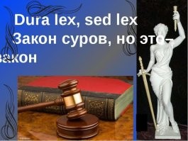 В США грумера оштрафовали на $20 тысяч за отказ  стричь «русского» кота