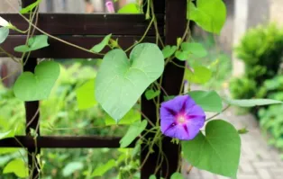 Перевернутая жопа - это не сердечко, а лист вьюнка. Символ любви, как вьюнок обвивает растение, так и дарящий держится за любимого человека