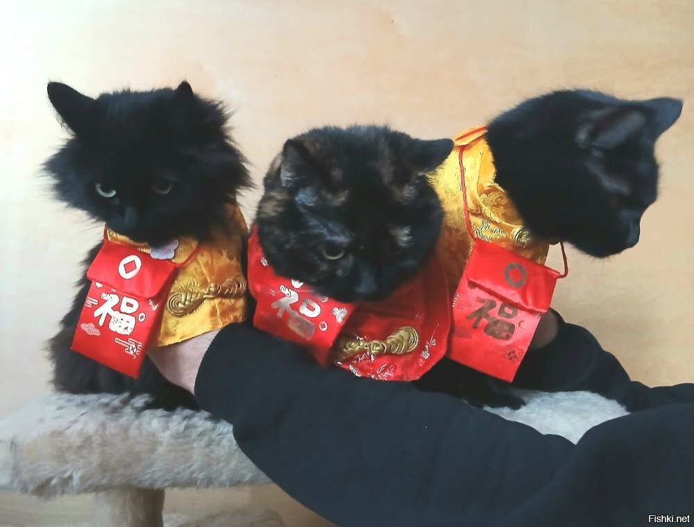 сКОТобаза ))))