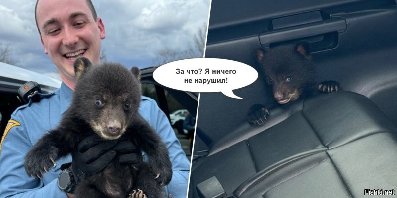 В Нью-Джерси полицейские спасли медвежонка, сидевшего в одиночестве на дороге