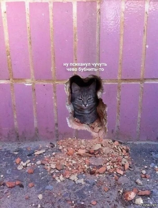 Скрины из соцсетей