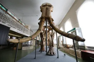 Ставрополье - родина слонов)) Вот вам картинка из ставропольского музея, там эта тема популярна. В Ставропольском крае были обнаружены окаменелости Южного слона. Почти полностью восстановленный скелет находится в музее.