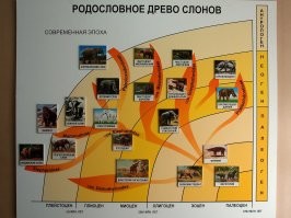Ставрополье - родина слонов)) Вот вам картинка из ставропольского музея, там эта тема популярна. В Ставропольском крае были обнаружены окаменелости Южного слона. Почти полностью восстановленный скелет находится в музее.