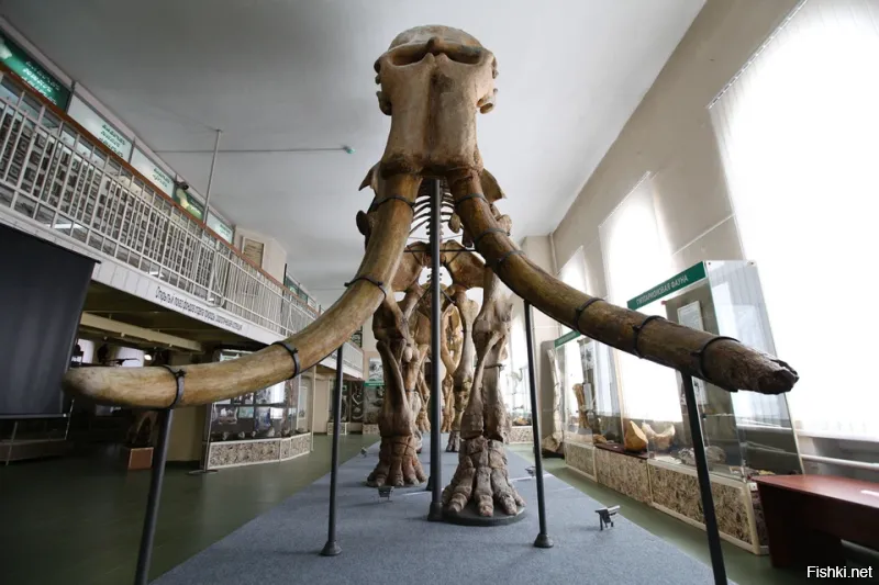 Ставрополье - родина слонов)) Вот вам картинка из ставропольского музея, там эта тема популярна. В Ставропольском крае были обнаружены окаменелости Южного слона. Почти полностью восстановленный скелет находится в музее.