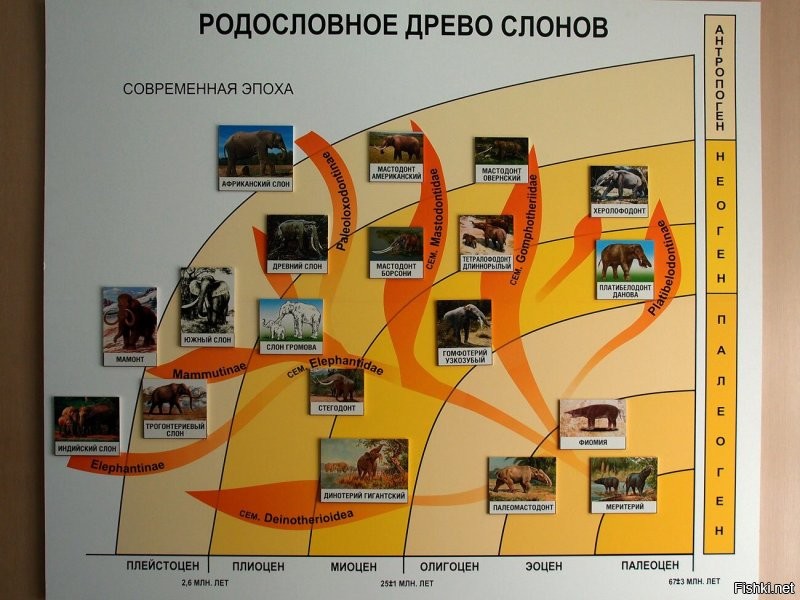 Ставрополье - родина слонов)) Вот вам картинка из ставропольского музея, там эта тема популярна. В Ставропольском крае были обнаружены окаменелости Южного слона. Почти полностью восстановленный скелет находится в музее.