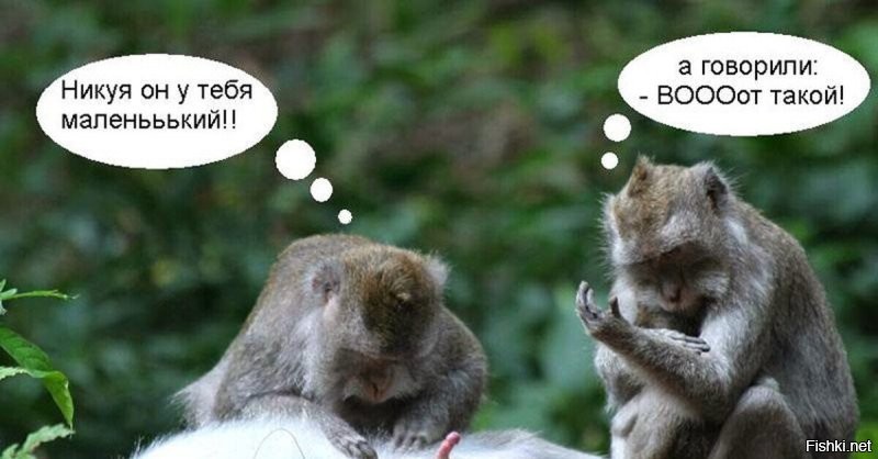 Когда милые обезьяны становятся нахальными: турист чуть не остался без штанов