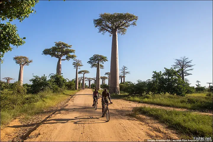 Долго им еще расти до...