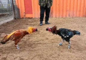 Бойцовый клуб, а не петушарня...