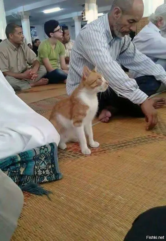 Батюшка освятил кота