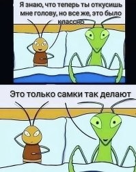 Обыкновенный богомол: почему он лучший среди всех остальных богомолов?