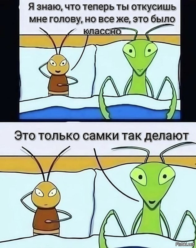 Обыкновенный богомол: почему он лучший среди всех остальных богомолов?