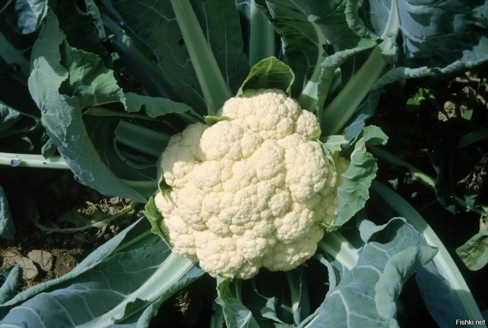 Не скажите, есть вполне себе практичные цветы.