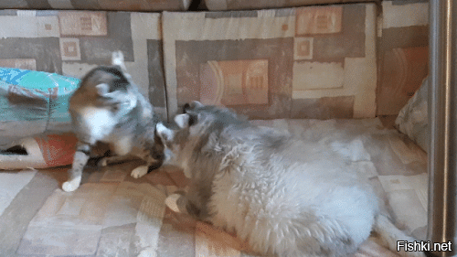 как дерутся? да вот так, как на gif. именно маленькая кошка задирала на драку большую. а потом вместе спят. драку с котом не заснял. большая выглядит так, потому, что посетила салон, и её постригли перед летом. сейчас большое котэ отдыхает на радуге