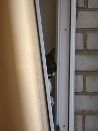 Мой бандерлог тоже любит зырить из окошка:)