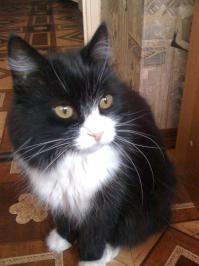 Мой кот сегодня умер на 20 году жизни, пусть земля ему будет пухом