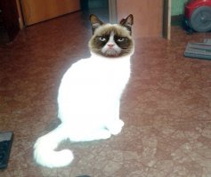 В какую сторону смотрит кот ?