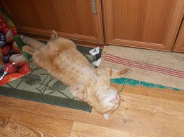 Барсик нагулялсо