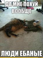 Странная кошачья логика, которую человеку никогда не постичь