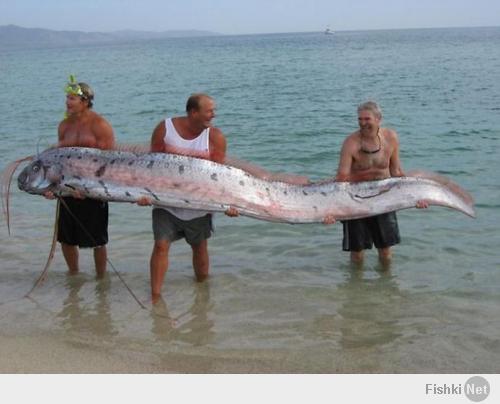 Сельдяной король, или, как его еще называют, рыба-ремень, легко может быть принят за морскую змею. Считается, что это самая длинная рыба в море — самые длинные пойманные особи достигали в длину до 11 метров и были занесены в Книгу Рекордов Гинесса