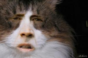  Николас Кейдж может быть кем угодно!